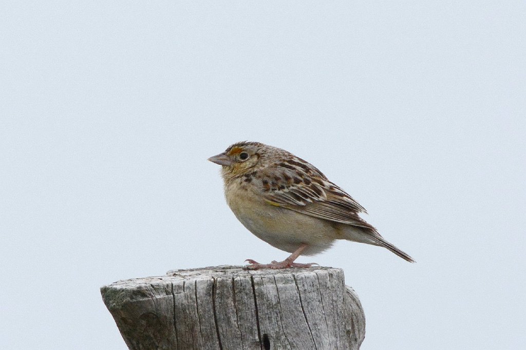 Sparrow, Grasshopper, 2015-05268090 Nebraska.JPG - Grasshopper Sparrow. Nebraska between Crescent Lake NWR and Pawnee Grasslands, CO, 5-26-2015